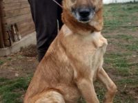 Müsli, eine agile und liebe Hündin