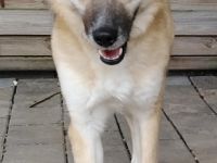 Smartie, in Deutschland auf Pflegestelle, bei Limburg.