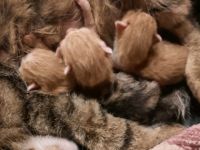 Am 9.4 .22 erblickten die kleinen das Licht der Welt