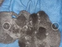 Unsere elli bekommt in 2 Wochen nochmal Nachwuchs die