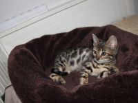 Unser brown spotted Bengalmädchen Mila sucht noch ein