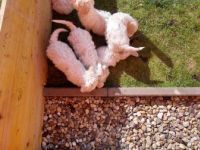 Hallo unser Hündin hat wunderschöne Welpen geworfen es