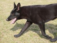 Holländische Schäfer x Malinois Junghunde Wurfdatum: 31