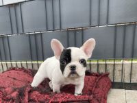 Hallo zusammen!, Französische Bulldogge, Welpen