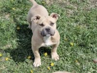 Suchen ein schönes Zuhause bitte direkt anrufen oder