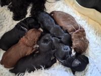 Innvietler Sonnenblick