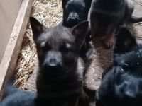 Verkaufe Schäferhundwelpen Geimpft, gechipt und
