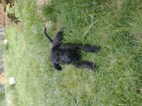 In der Nacht vom 22.03 zum 23.03 ist unser reinrassiges