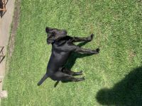 Wir verkaufen unseren 10 Monate alten Rüden. Er ist