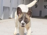 Amira ist eine Junghündin und Schwester von vier