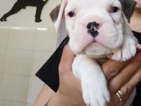 3 wunderschoene Boxer Rueden und 1 wunderschoenes Boxer