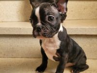 Wundervolle französiche bulldogge weekend,reinrassig,