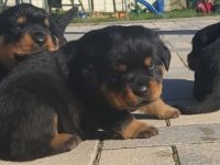 Gisell vom Saaleufer hat 4 Welpen. Hiermit möchte ich