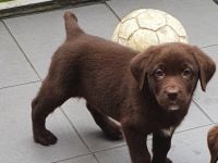 Unsere Hündin hat am 24.02.2022 ihren ersten Wurf