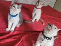 (Litauen weltweite lieferung) Preis ist für pet class