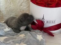 Unsere maus hat am 06.04.22 5 gesunde welpen zur welt