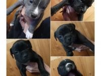 Unsere Prinzessin hat Nachwuchs bekommen :) Wir 5