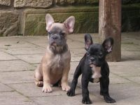 unsere kleinen Racker leben mit ihren Eltern bei uns im