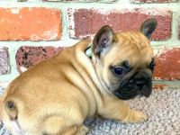 Dürfen wir euch in top Qualität Französische Bulldoggen
