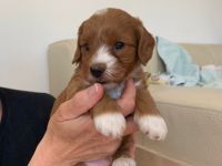 Angelo, unser erstgeborenes Havapoo-Baby wartet noch