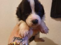 Wir haben noch 4 wunderschöne Rüden ab zu geben. Sie