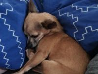 Gina ist geimpft und gechipt, Chihuahua, Mischling