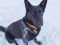 Diese wunderschöne Hündin sucht ein neues Zuhause