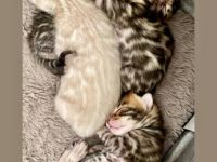 Bengalen Kätzchen mit Stammbaum Unsere Madeline hat am