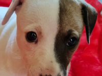 Wunderschöne weiße Whippet-Welpen Videos auf YouTube: