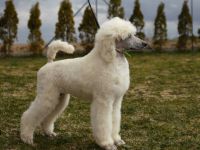 Wir haben noch wunderschöne Großpudel Welpen es sind