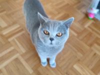 BKH Pärchen in Blau, Ich biete 2 Britisch Kurzhaar