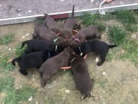 Am 20.03.2022 hat meine Hündin Cloy wunderschöne