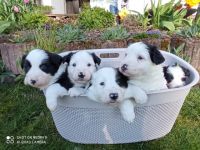 Wir haben Welpen! Unsere Hündin hat am 18.03.2022 acht