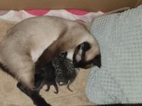 Hallo, Ich habe hier 4 Bengal-Siam mix Kitten zum