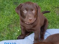 Guten Tag, wir suchen für unseren Dino noch ein tolles