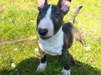 unsere Bullihündin hat am 21.01.2022 4 wunderschöne