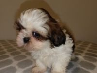Shi tzu - puppies of TRI color with pedigree (Poland).