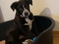 Leider müssen wir unseren Welpen verkaufen, da unsere