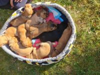 Hallo :) Am 17.3.2022 hat meine Hündin 9 wunderschöne