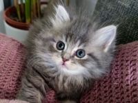 Einen haben wir noch! :) Seine Geschwister sind schon