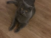 Reinrassiger Deckkater (Blutgruppe B)