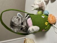 Britisch Kurzhaar, Kitten