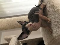 Hallo zusammen. Unsere wunderschöne Sphynx Katze hat am