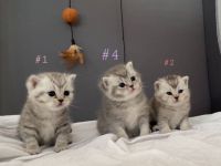 An alle Katzenliebhaber ♥️ Meine Katze (reinrassige BKH