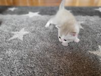 4 Mädchen abzugeben frühestens mit 12 Wochen. Bei der