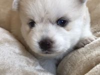 POMSKY-Welpen Unsere süße Nova (F1 pomsky - von der