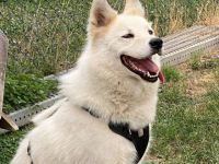 Für Arko suchen wir die Nadel im Heuhaufen!