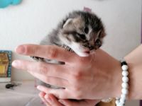 Der kleine Kater sucht noch ein schönes Zuhause. Seine