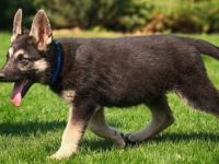 Unsere Welpen (3 Hündinnen und 3Rüden)suchen eine