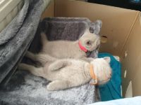 Am 22.02. sind diese 5 wunderschönen kleinen Bkh Kitten